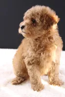 Milo, a male Shihpoo for sale in Greensboro, NC – 9 of 10