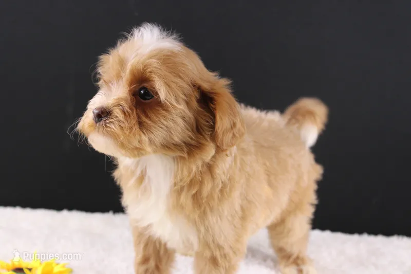 Theo – Shihpoo puppy for sale in Greensboro, NC