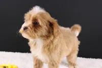 Theo, a male Shihpoo for sale in Greensboro, NC – 1 of 10