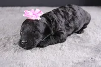 Felicity, a female Miniature Goldendoodle for sale in Greensboro, NC – 5 of 7