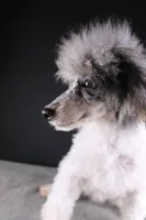 Jasper, a male Poodle - Toy  for sale in Greensboro, NC – 2 of 9