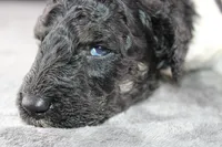 Williw N, a male Poodle - Standard  for sale in Greensboro, NC – 7 of 8