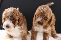 Brewster, a male Miniature Goldendoodle for sale in Greensboro, NC – 6 of 7