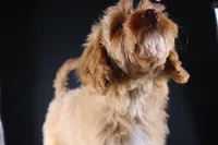 Swiper, a male Miniature Aussiedoodle for sale in Greensboro, NC – 4 of 10