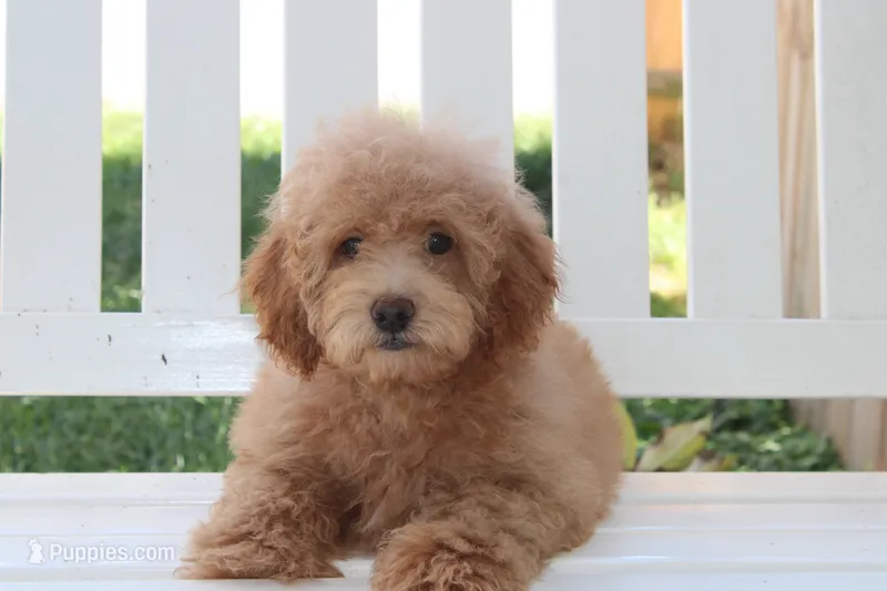 Milo – Shihpoo puppy for sale in Greensboro, NC