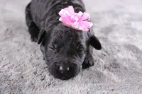 Felicity, a female Miniature Goldendoodle for sale in Greensboro, NC – 1 of 7