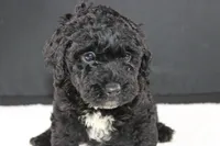 Creed, a female Miniature Goldendoodle for sale in Greensboro, NC – 3 of 7