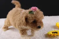 Piper, a female Shihpoo for sale in Greensboro, NC – 2 of 9