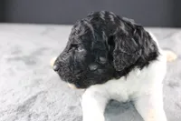 Williw N, a male Poodle - Standard  for sale in Greensboro, NC – 8 of 8