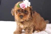 LuLu, a female Shihpoo for sale in Greensboro, NC – 4 of 8
