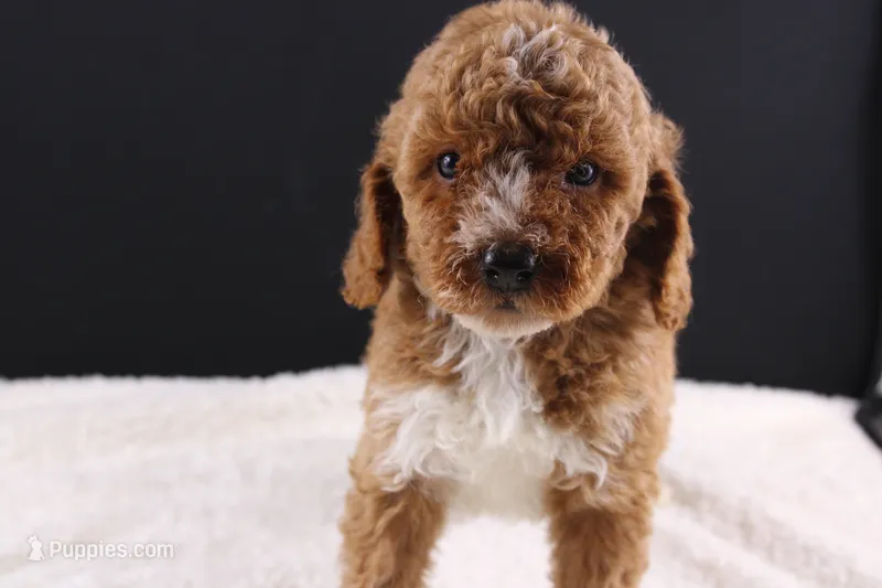 Brewster – Miniature Goldendoodle puppy for sale in Greensboro, NC