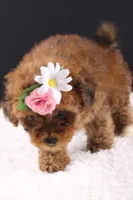LuLu, a female Shihpoo for sale in Greensboro, NC – 6 of 8