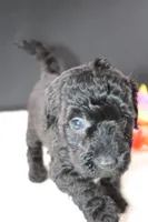 Felicity, a female Miniature Goldendoodle for sale in Greensboro, NC – 4 of 6