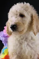 Dolly P, a female Poodle - Standard  for sale in Greensboro, NC – 1 of 9