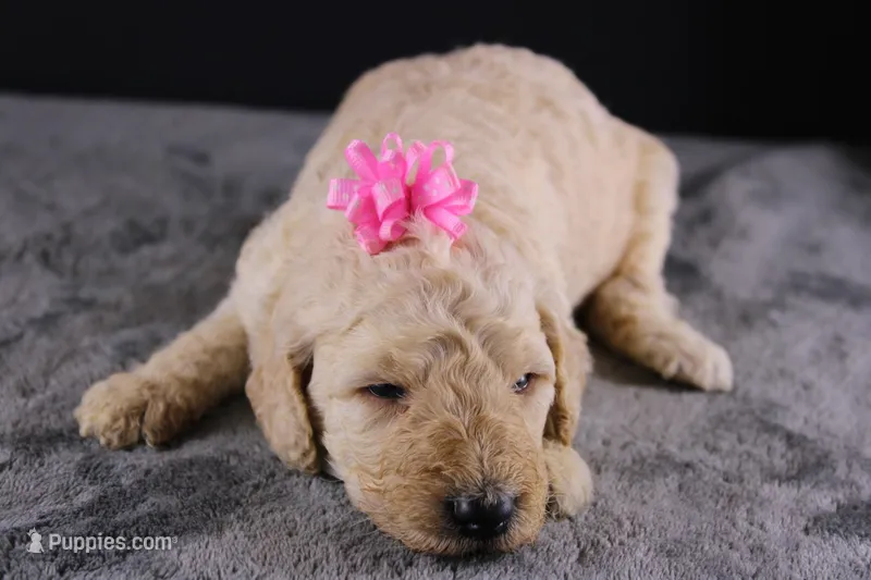 Dolly P – Poodle - Standard  puppy for sale in Greensboro, NC