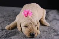 Dolly P, a female Poodle - Standard  for sale in Greensboro, NC – 1 of 10