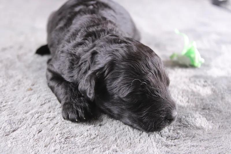 Harmony – Miniature Goldendoodle puppy for sale in Greensboro, NC