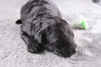 Harmony, a female Miniature Goldendoodle for sale in Greensboro, NC – 1 of 8