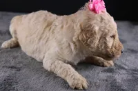Dolly P, a female Poodle - Standard  for sale in Greensboro, NC – 3 of 10