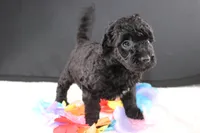 Felicity, a female Miniature Goldendoodle for sale in Greensboro, NC – 2 of 6