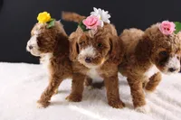 Teddy, a male Miniature Goldendoodle for sale in Greensboro, NC – 10 of 10