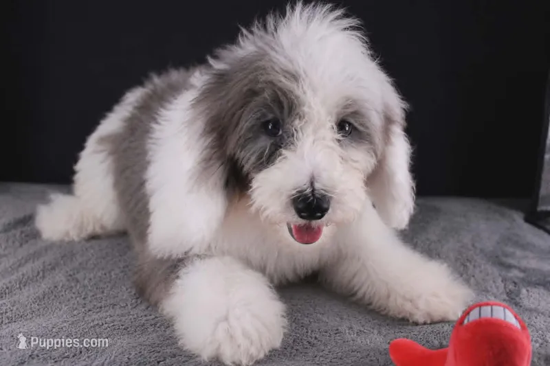 Boots – Miniature Aussiedoodle puppy for sale in Greensboro, NC