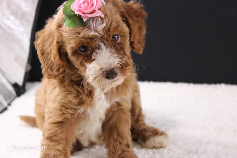 Honey – Miniature Goldendoodle puppy for sale in Greensboro, NC