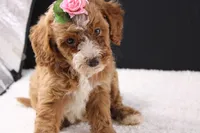 Honey, a female Miniature Goldendoodle for sale in Greensboro, NC – 1 of 10