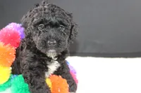 Creed, a female Miniature Goldendoodle for sale in Greensboro, NC – 4 of 7