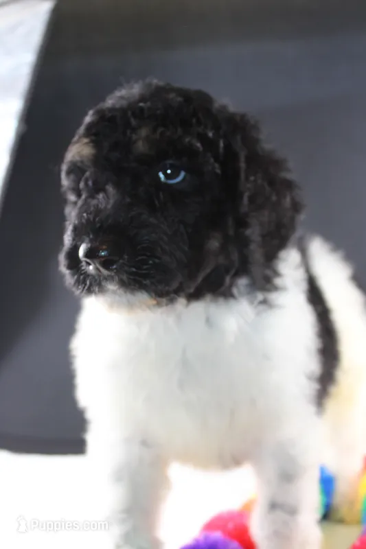 Willie N – Poodle - Standard  puppy for sale in Greensboro, NC