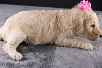 Dolly P, a female Poodle - Standard  for sale in Greensboro, NC – 6 of 10