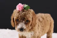 Daisy, a female Miniature Goldendoodle for sale in Greensboro, NC – 2 of 8
