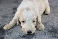 Waylon J, a male Poodle - Standard  for sale in Greensboro, NC – 3 of 10