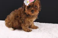 LuLu, a female Shihpoo for sale in Greensboro, NC – 5 of 8
