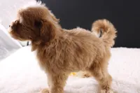 Theo, a male Shihpoo for sale in Greensboro, NC – 6 of 10