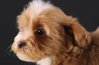 Theo, a male Shihpoo for sale in Greensboro, NC – 10 of 10