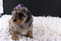 Polly, a female Poodle - Toy  for sale in Greensboro, NC – 4 of 9