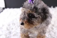 Polly, a female Poodle - Toy  for sale in Greensboro, NC – 6 of 9
