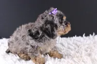 Polly, a female Poodle - Toy  for sale in Greensboro, NC – 9 of 9