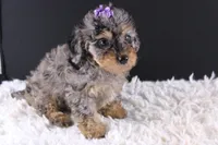 Polly, a female Poodle - Toy  for sale in Greensboro, NC – 1 of 9