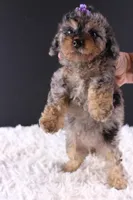Polly, a female Poodle - Toy  for sale in Greensboro, NC – 5 of 9