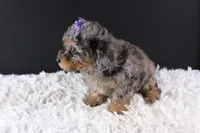 Polly, a female Poodle - Toy  for sale in Greensboro, NC – 2 of 9