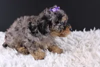 Polly, a female Poodle - Toy  for sale in Greensboro, NC – 3 of 9