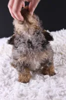 Polly, a female Poodle - Toy  for sale in Greensboro, NC – 8 of 9
