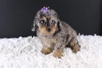 Polly, a female Poodle - Toy  for sale in Greensboro, NC – 7 of 9