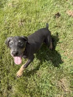 Shera, a female Doberman Pinscher for sale in Greensboro, NC – Photo 1 of 9