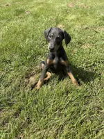 Shera, a female Doberman Pinscher for sale in Greensboro, NC – Photo 2 of 9