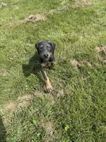 Shera, a female Doberman Pinscher for sale in Greensboro, NC – Photo 3 of 9