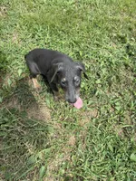 Shera, a female Doberman Pinscher for sale in Greensboro, NC – Photo 6 of 9