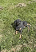 Shera, a female Doberman Pinscher for sale in Greensboro, NC – Photo 7 of 9